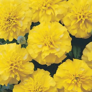 Tagetes